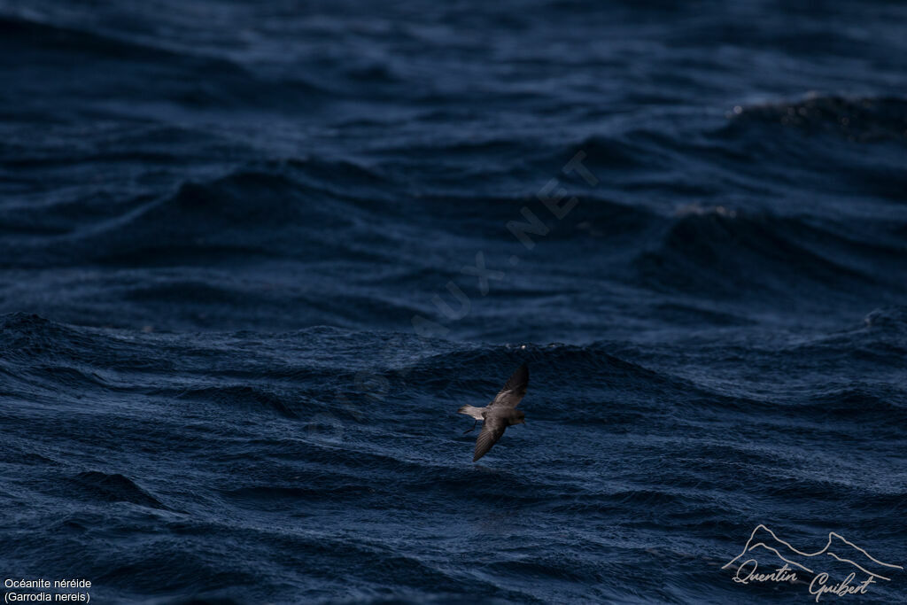 Grey-backed Storm Petrel