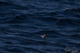 Grey-backed Storm Petrel