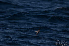 Grey-backed Storm Petrel