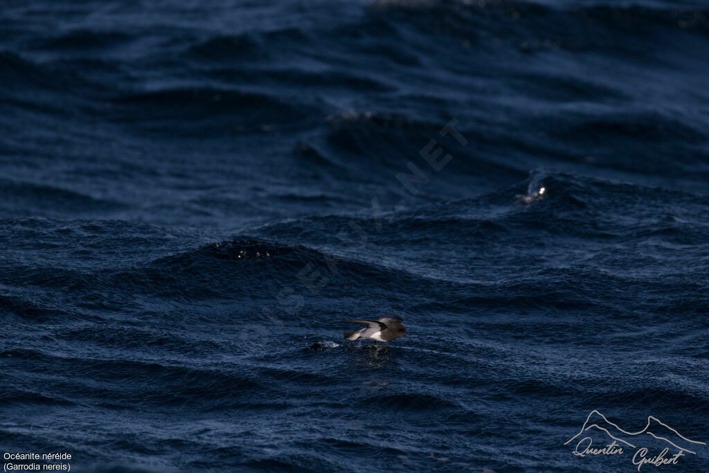 Grey-backed Storm Petrel