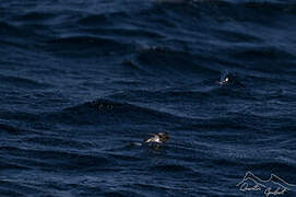 Grey-backed Storm Petrel