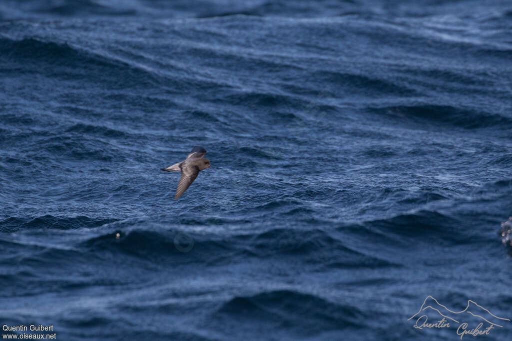 Grey-backed Storm Petreladult, habitat, pigmentation, Flight