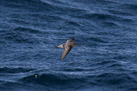 Grey-backed Storm Petrel