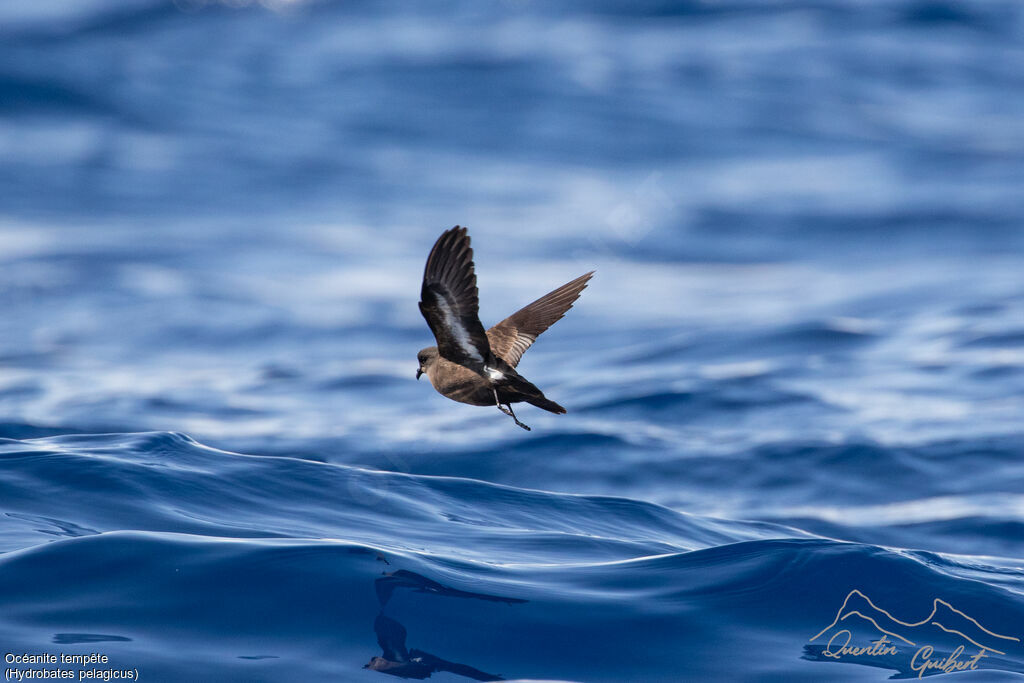 European Storm Petrel