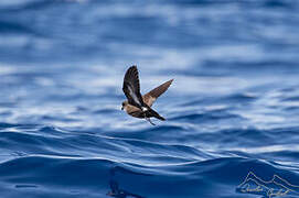 European Storm Petrel