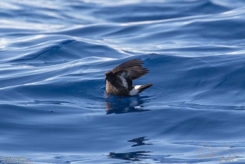 European Storm Petrel