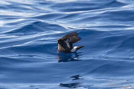 European Storm Petrel