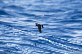 European Storm Petrel