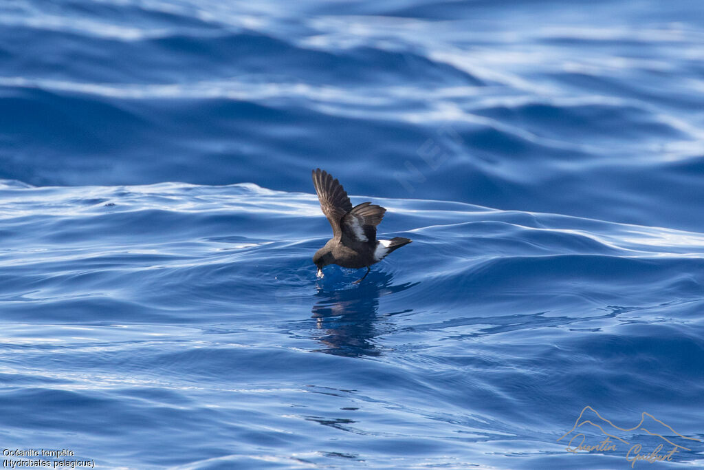 European Storm Petrel