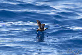 European Storm Petrel