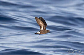 European Storm Petrel