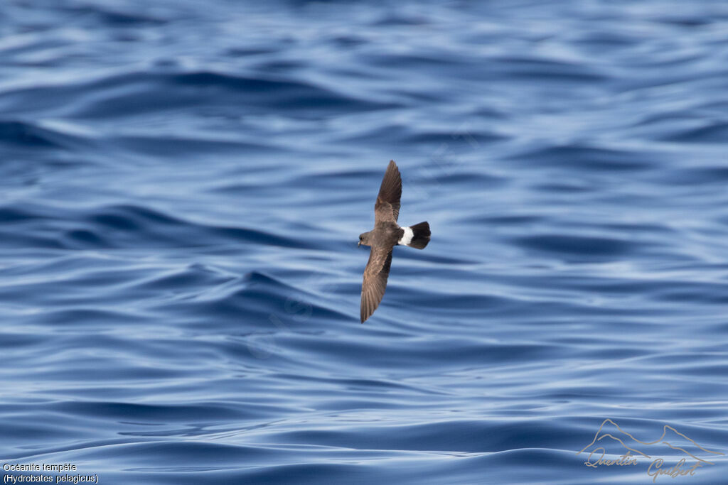 European Storm Petrel, Flight