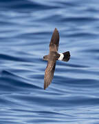 European Storm Petrel