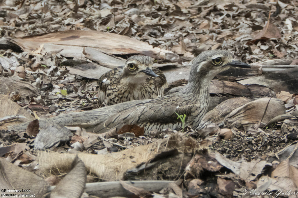 Bush Stone-curlewadult, camouflage, Reproduction-nesting