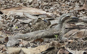 Bush Stone-curlew