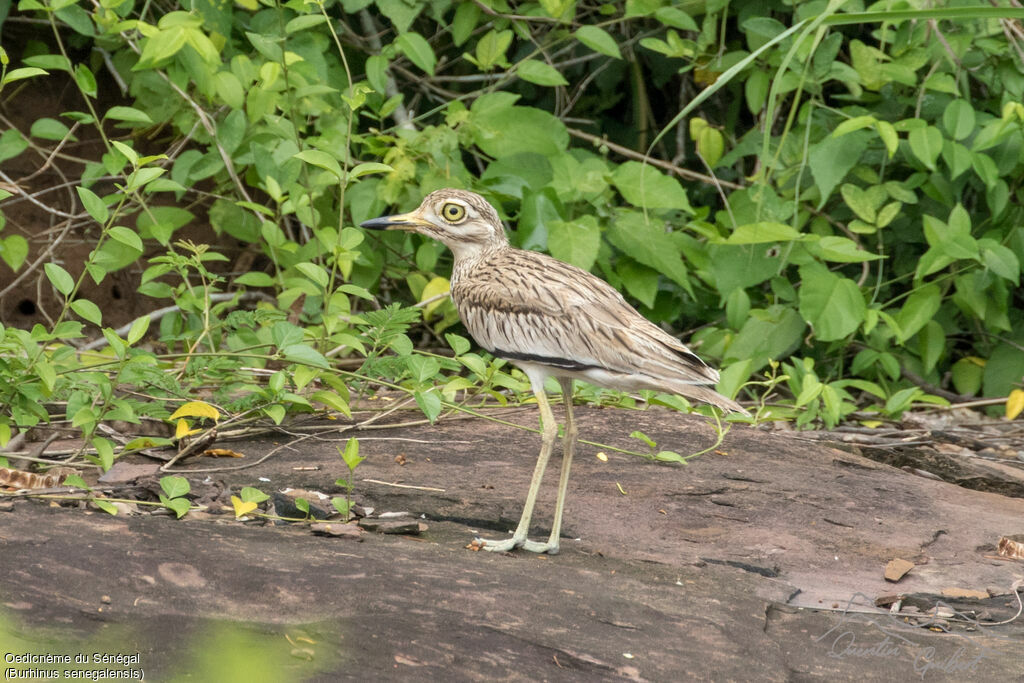 Oedicnème du Sénégal, identification