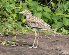 Senegal Thick-knee