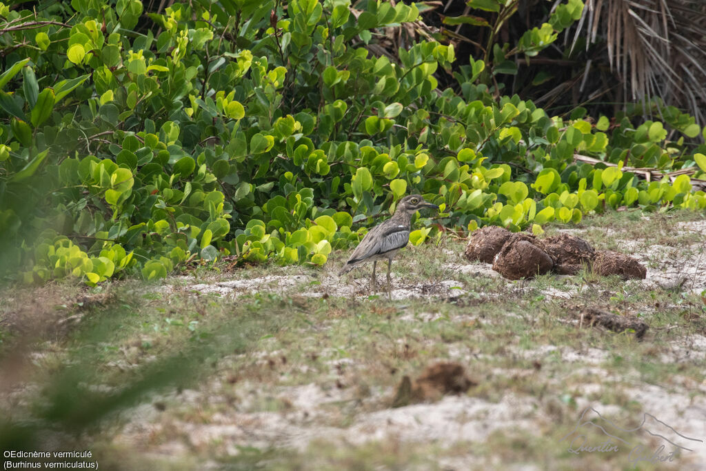 Water Thick-knee