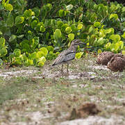 Water Thick-knee