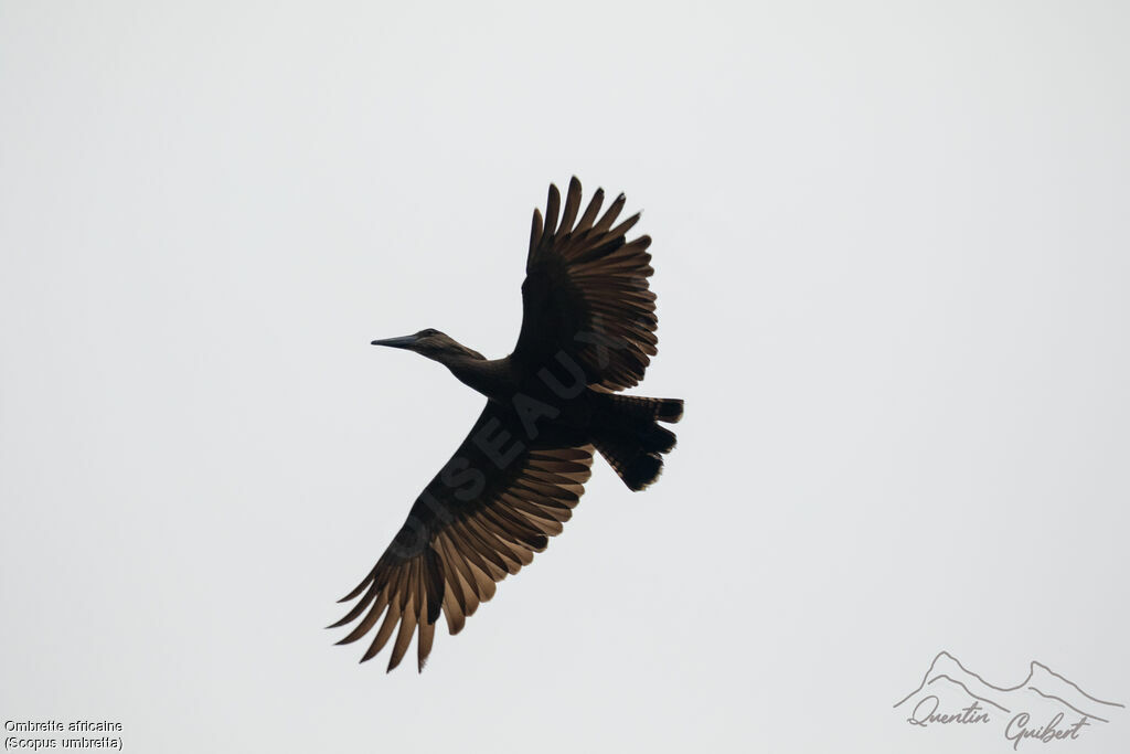 Hamerkop, identification, Flight