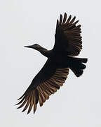 Hamerkop