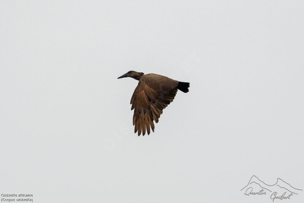 Hamerkop, identification, Flight