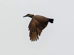 Hamerkop