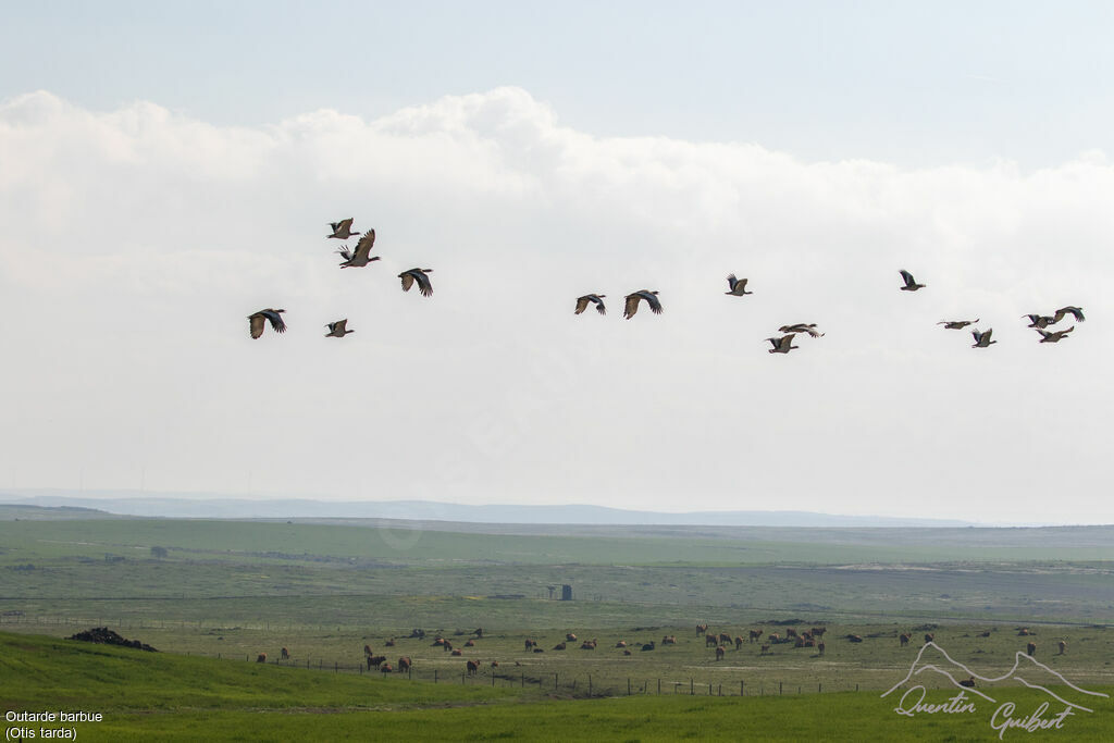 Great Bustard