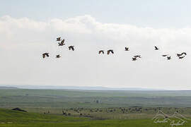 Great Bustard