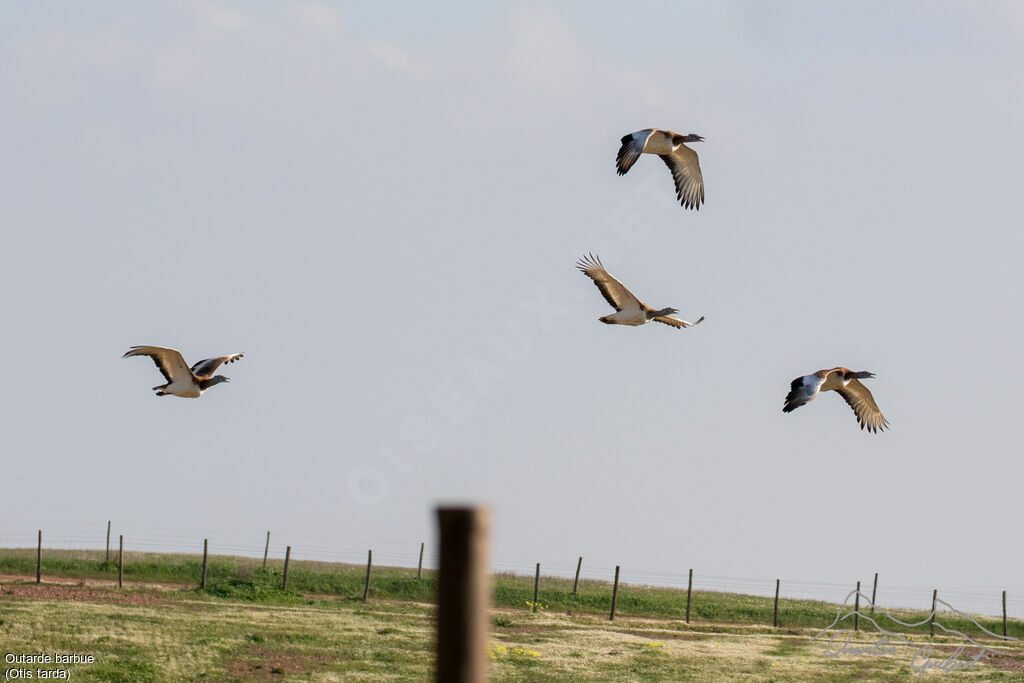 Great Bustard, Flight