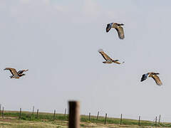 Great Bustard