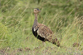 Red-crested Korhaan