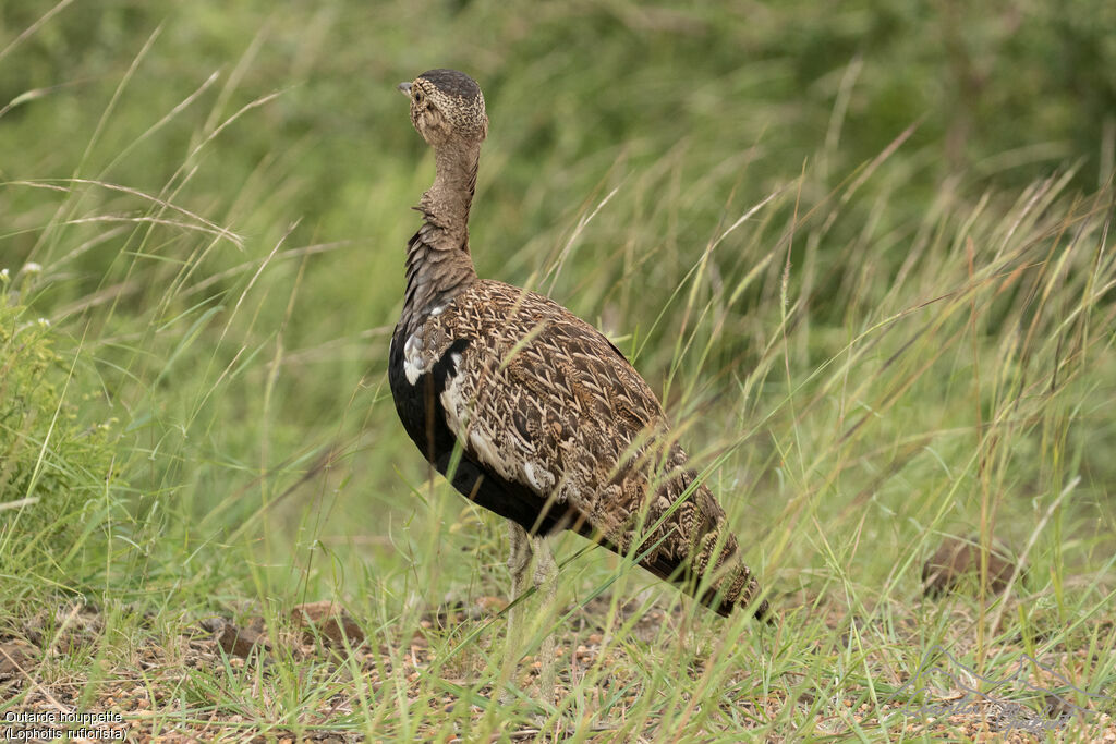 Red-crested Korhaan male adult, identification, walking