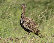 Red-crested Korhaan