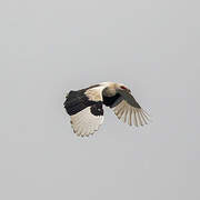 Palm-nut Vulture