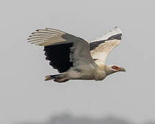 Palm-nut Vulture