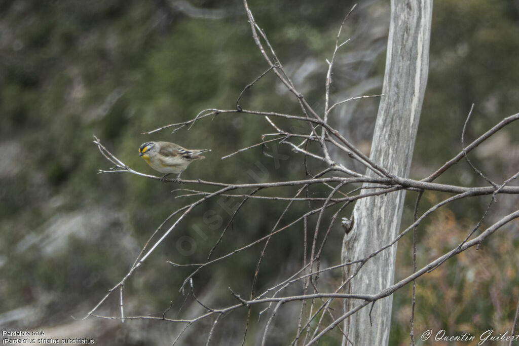 Pardalote striéadulte