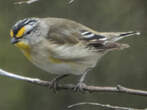 Pardalote strié