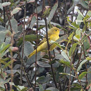 Paruline jaune