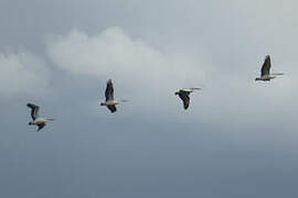 Australian Pelican