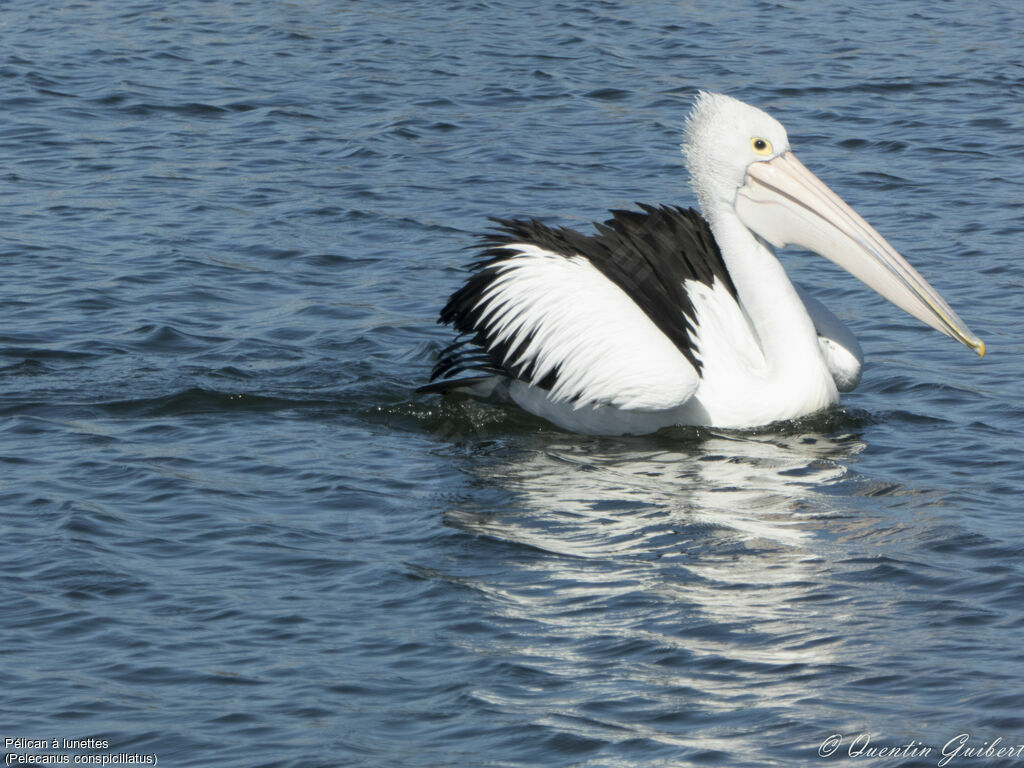 Australian Pelican