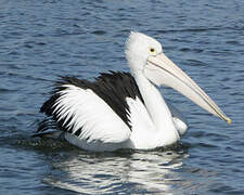 Australian Pelican