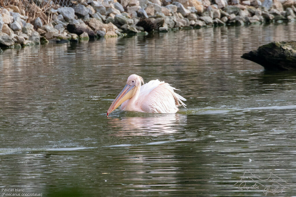 Pélican blanc