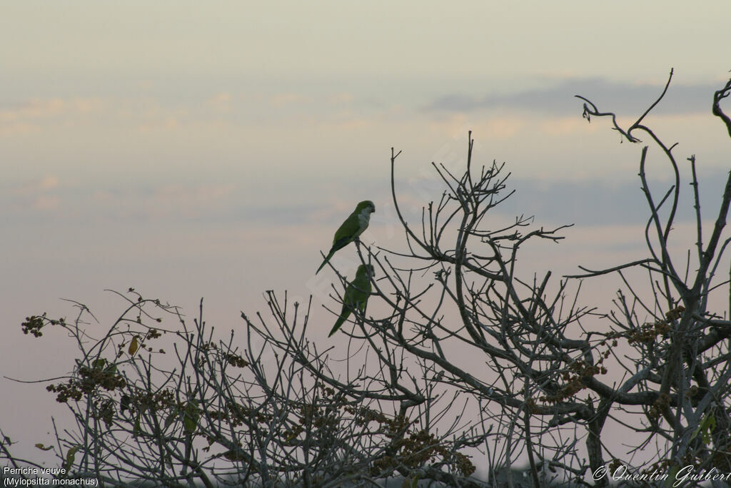 Monk Parakeet