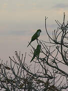 Monk Parakeet