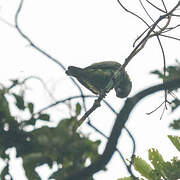 Red-fronted Parrot