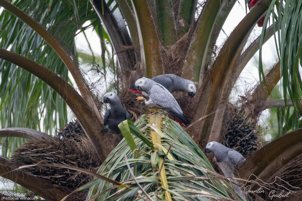 Grey Parrot