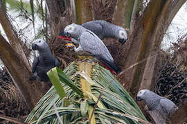 Grey Parrot