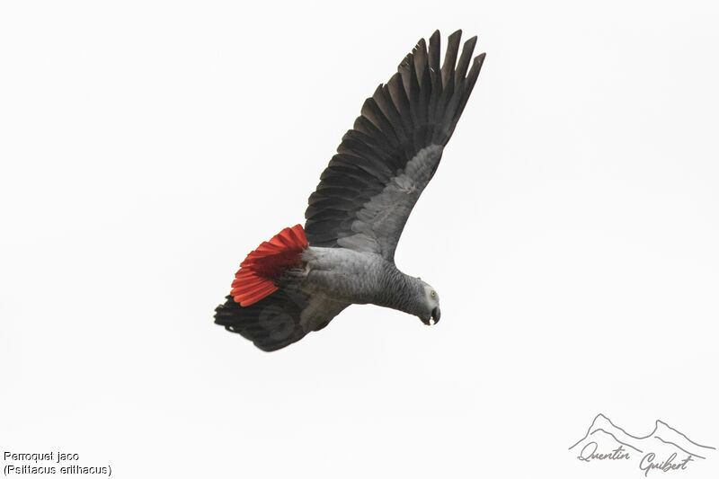 Grey Parrot, identification, Flight
