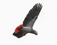 Grey Parrot